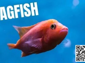 【APT扑克】策略教学:你是一条紧凶的“鱼”吗?对照这7点看看