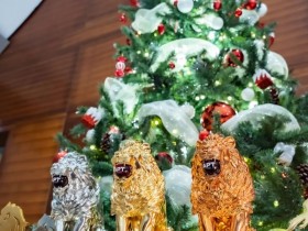 【APT扑克】APT河内丨Chu Van Tien 胜出破纪录越南国家杯;APT超级豪客赛、神秘赏金赛皆大破纪录